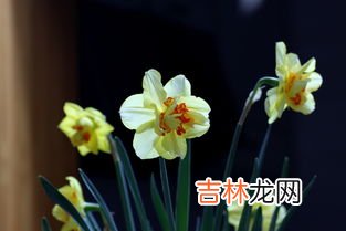 进口洋水仙的养殖方法,洋水仙的栽培养护技巧有哪些？