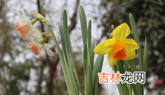 进口洋水仙的养殖方法,洋水仙的栽培养护技巧有哪些？