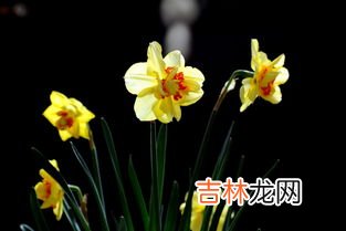 进口洋水仙的养殖方法,洋水仙的栽培养护技巧有哪些？