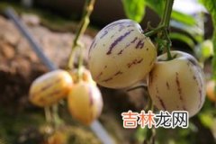 人参果内蕊可以吃吗,人参果内蕊可以吃吗？