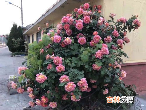 金银花地栽的养殖方法,金银花怎么养殖方法 金银花怎么种植好