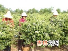 金银花地栽的养殖方法,金银花怎么养殖方法 金银花怎么种植好