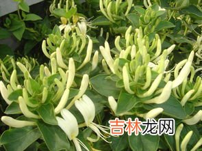 金银花地栽的养殖方法,金银花怎么养殖方法 金银花怎么种植好