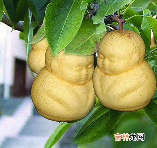 人参果的籽可以吃吗,人参果的芯子能吃吗 人参果的营养价值