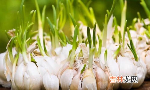春天怎么防止大蒜发芽,为什么买回来的蒜头放在家里,总会发芽?剥皮保存也会发芽。