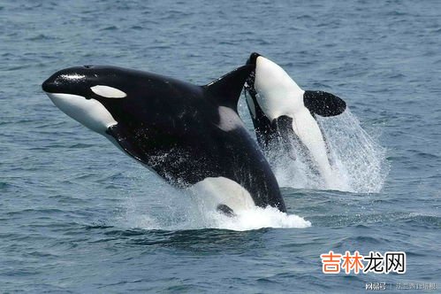 鲸鱼属于什么动物,鲸鱼属于哪类动物