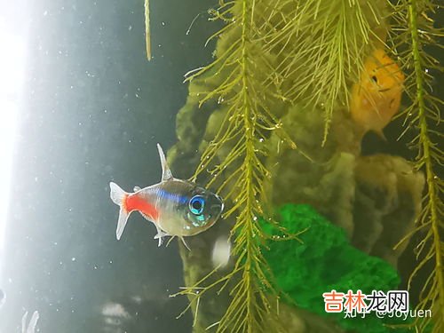 金鱼藻种植,鱼缸里怎样种植金鱼藻和水草？