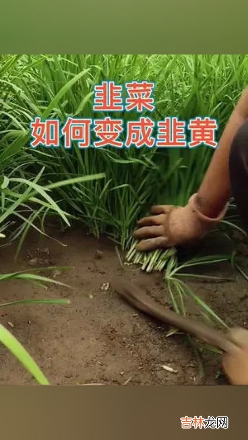 韭黄怎么种植,韭黄种植的简易方法