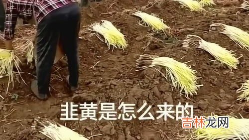 韭黄怎么种植,韭黄种植的简易方法