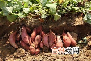 红薯可以和山药一起吃吗,山药红薯能一起吃吗 山药发芽了以后还能吃吗