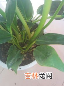 金钻有毒为什么还有人养,金钻有毒吗