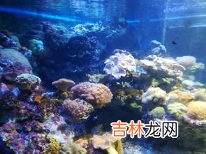 锦艺城海洋馆表演时间,锦艺城海洋馆的描述