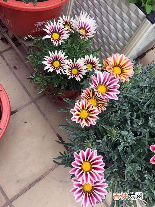 菊花盆景可以养在阳台上吗,菊花夏天能放室内养行吗