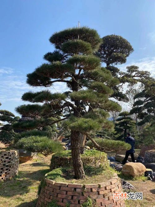 黑松镇讲了什么,黑松镇第一季剧情详情