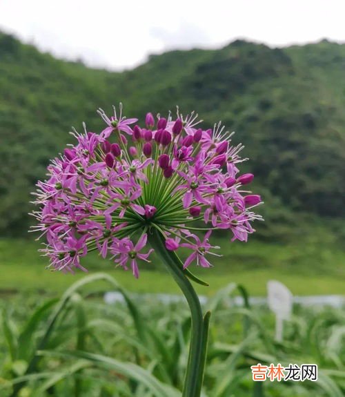 韭菜花不能跟什么吃,韭菜花是发物吗 不能和什么一起吃