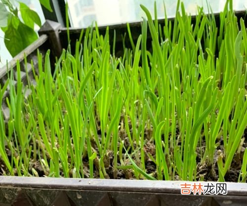 韭菜怎么种植方法,韭菜怎么种植