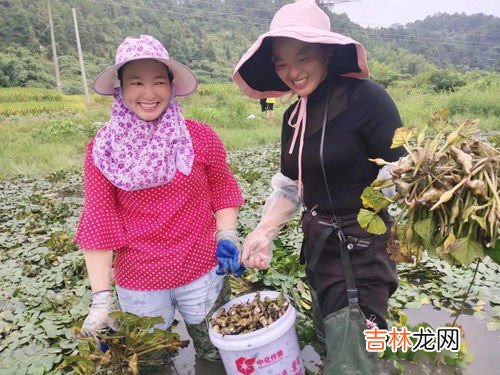 菱角种子是怎么种植的呢,如何种植菱角种子？播种控温七天就出苗了