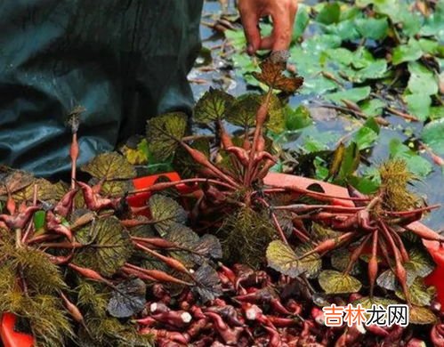 菱角种子是怎么种植的呢,如何种植菱角种子？播种控温七天就出苗了