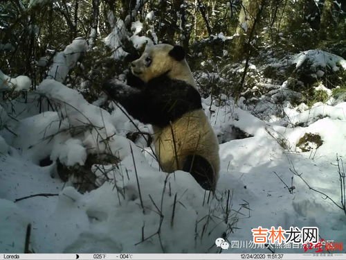 绵阳拍摄到野生大熊猫深夜“打卡”,四川白水河时隔6年又再现野生大熊猫了?