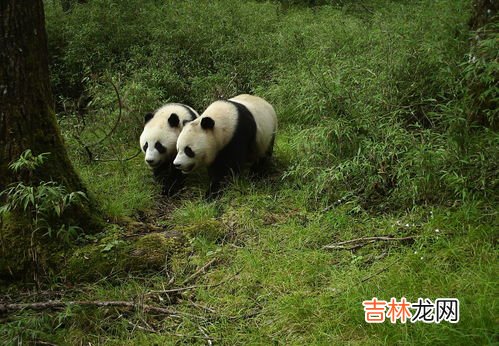 绵阳拍摄到野生大熊猫深夜“打卡”,四川白水河时隔6年又再现野生大熊猫了?
