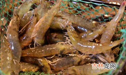 虾可以放冰箱冷冻多久,虾在冰箱里冷冻多久不能吃