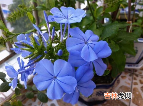 蓝雪花怎么过冬,蓝雪花冬天能在室外过冬吗