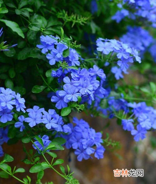 蓝雪花怎么过冬,蓝雪花冬天能在室外过冬吗