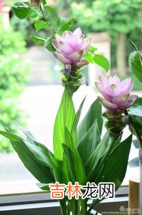 蓝雪花怎么过冬,蓝雪花冬天能在室外过冬吗