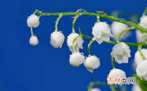 铃兰的种植方法,铃兰花的种植方法和注意事项
