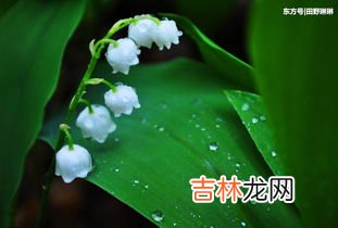 铃兰的种植方法,铃兰花的种植方法和注意事项