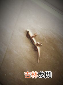 六种生命形态,自然界中有几种生命形式？