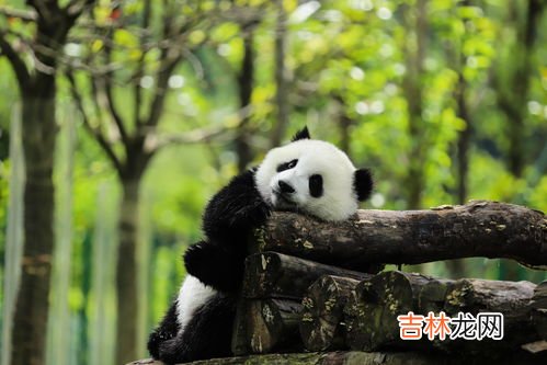 为什么熊猫吃竹子,熊猫为什么喜欢吃竹子?