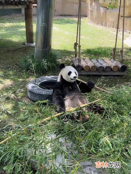 为什么熊猫吃竹子,熊猫为什么喜欢吃竹子?