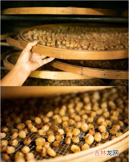 龙眼的种植方法,龙眼的种植方法及养殖技巧