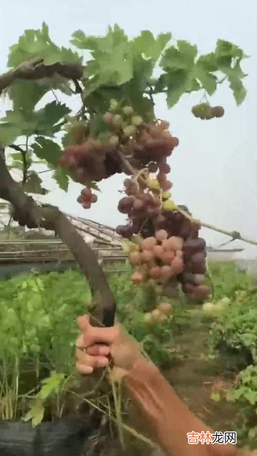 龙眼的种植方法,龙眼的种植方法及养殖技巧