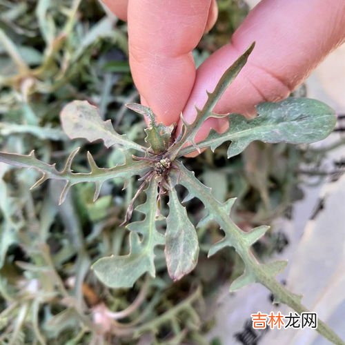 苦菜与苦草的区别,苦苦草 学名是什么