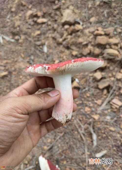 蘑菇不能和什么一起吃,蘑菇和什么不能一起吃 牢记蘑菇的三大相克食物