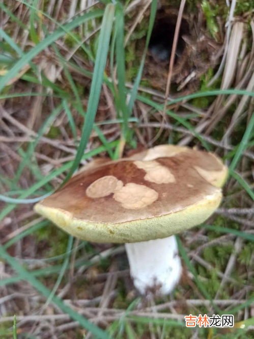 蘑菇不能和什么一起吃,蘑菇和什么不能一起吃 牢记蘑菇的三大相克食物