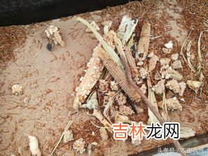 黄粉虫人吃有害处吗,黄粉虫可以吃吗