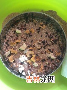 黄粉虫人吃有害处吗,黄粉虫可以吃吗