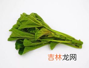 莼菜是什么菜,莼菜是什么菜