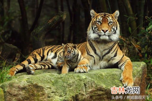 老虎掌力多少公斤,野生老虎的掌力至少1吨，那么最多是3吨的可能性有吗？