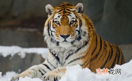 老虎掌力多少公斤,野生老虎的掌力至少1吨,那么最多是3吨的可能性有吗?