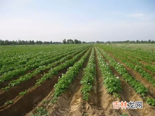 土豆种植多深合适,土豆深种好还是浅种好