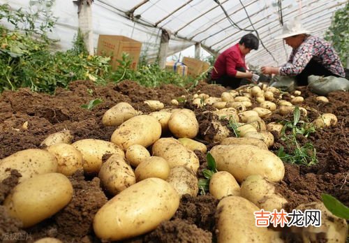 土豆种植多深合适,土豆深种好还是浅种好