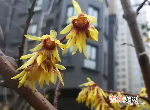 腊梅可以扦插吗,腊梅能不能扦插?