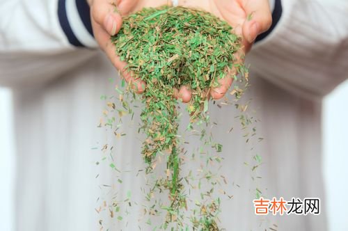 乌拉草有什么用处,乌拉草是什么 乌拉草有哪些用处