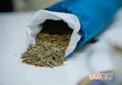 乌拉草有什么用处,乌拉草是什么 乌拉草有哪些用处