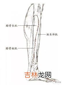 足五里准确位置怎么找,足五里准确位置图片 足五里的意思是什么