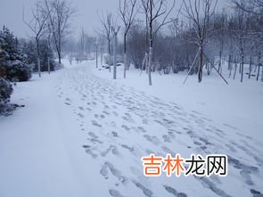 下雪了,下雪了作文
